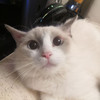 Charlotte 2333