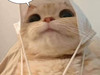 유니유디