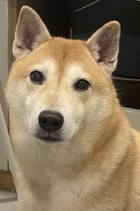 hui33 維園118酒店優惠