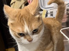 펌