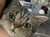 じぇいかるま