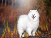 Samoyed _Samoyed