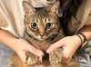 Munchkincat_Stupid