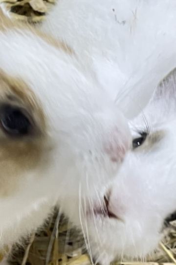 mm.rabbit_joo 曼谷曼谷精品屋旅館優惠