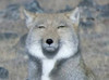 みんじ