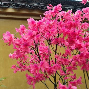 pearl Chen_5688
