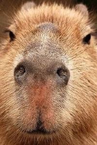 CharlieYen 諾富特雅加達加查馬達酒店優惠