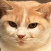 buniscat