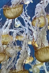 Feanor ライムリゾートミョウコウ クーポン