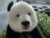 Xiyangyang_