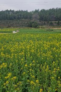 vickin 法國酒店優惠