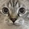 Avatar 1