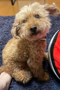 みさママ 姫路キヤッスルグランヴィリオホテル クーポン