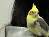 patpat55