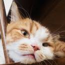Panpancat
