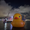 一口小刀貝