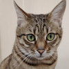 cat cat wong38