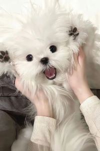 文先