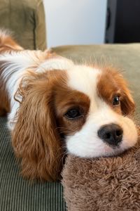 沈焦糖的爪爪足迹 奈良美樂飯店優惠