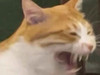 傅嘉豪