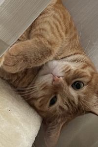 梁元諾 博多駅博多口酒店優惠