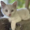 Avatar 1