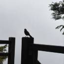 grawan