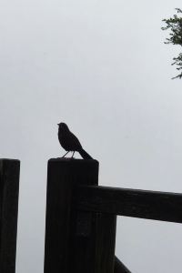 grawan 筑後川温泉清乃屋 クーポン