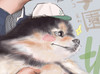 よんたに