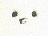 よぴぴ