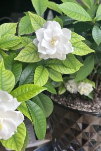 チョウハルカ 満天の星 クーポン