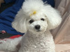 paekseol