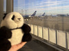 Panda Lover