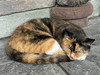 De kitti