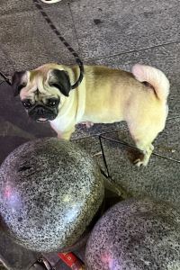Fat fat pug 埃爾卡拉法特ACA酒店優惠