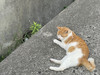 별v