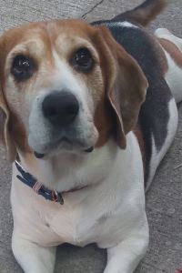 MelChi 澳門喜來登大酒店優惠