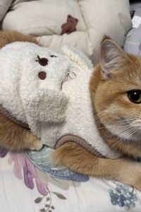 NelsonWG 千禧新世界香港酒店優惠