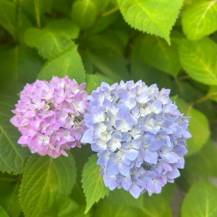 花花呀