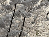cyw0416