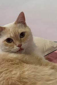 khaikemlava プチホテル 秋葉原トゥージュール クーポン