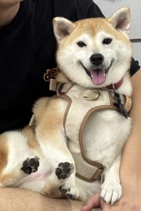 Zhen17 湯布院布袋屋日式旅館優惠
