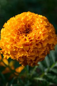 ........KK 可柯特爾曼谷素坤逸 50 號飯店優惠