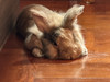 Travel rabbit