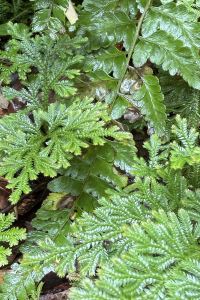 東童 倫敦肯辛頓希爾頓酒店優惠