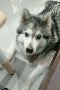 Helen Troy 阿維曼谷河濱凱恩飯店優惠