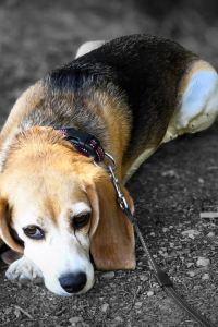 ehp 溪雲書院客棧（麗江古城大水車店）優惠