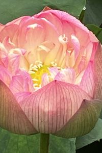 Dreams1Come1True 福岡天神南最佳西方酒店優惠