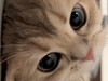 CherrieT