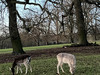 Savannah_tkp